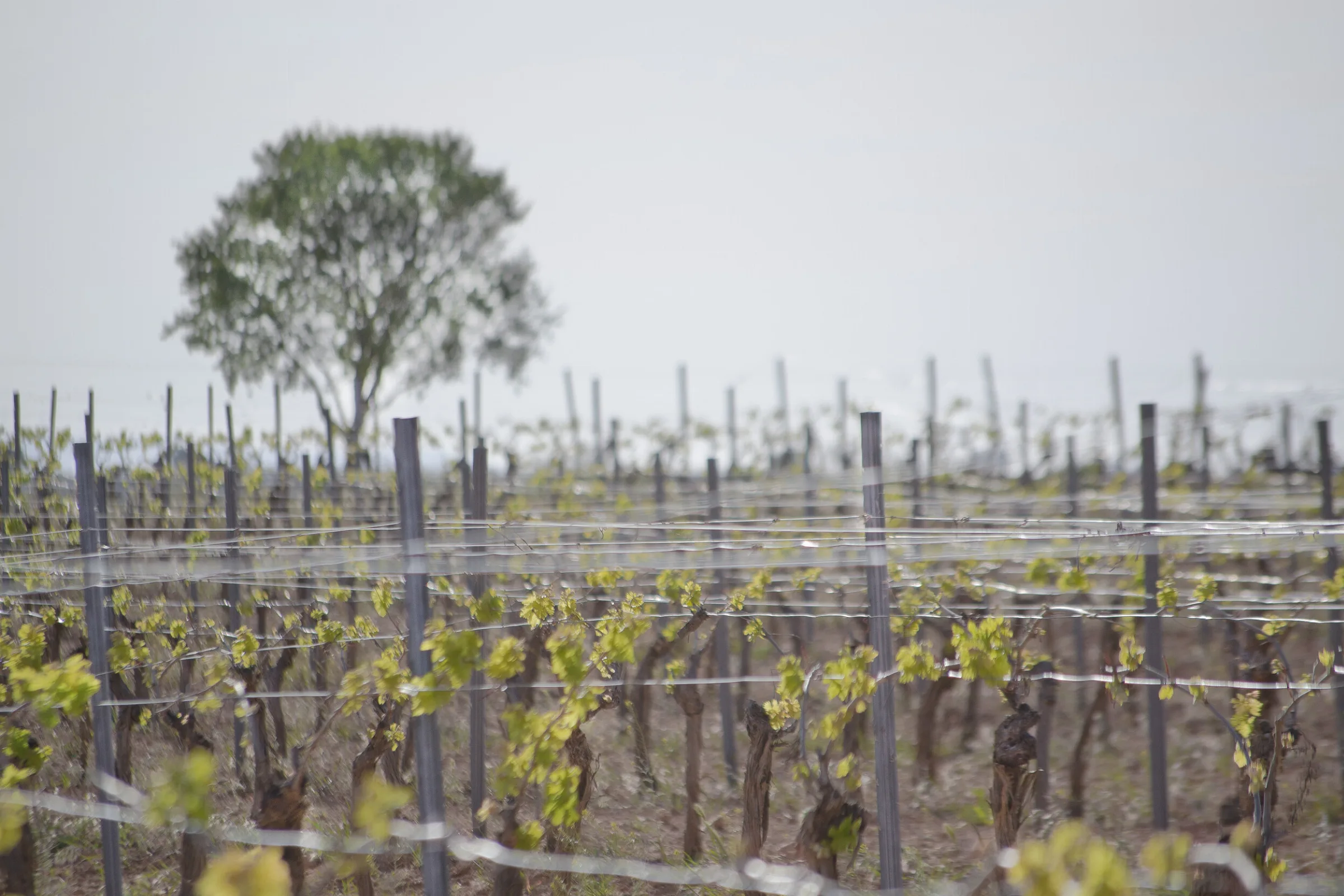 Méntrida wineries