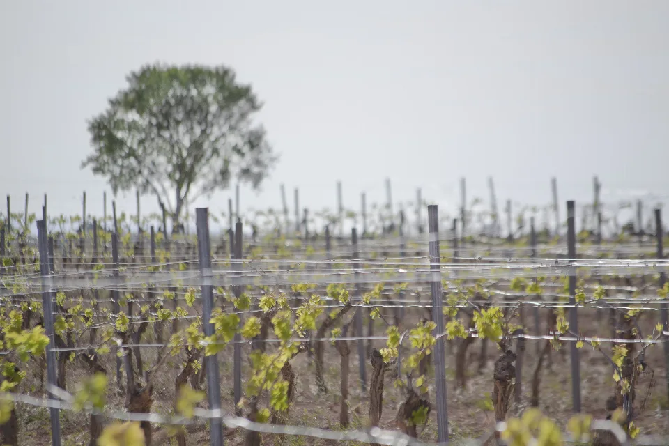 Trellised vineyard under a clear sky in Castilla-La Mancha, Spain