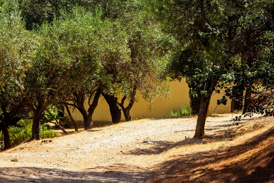 Dirt path through a sunlit Mediterranean olive grove