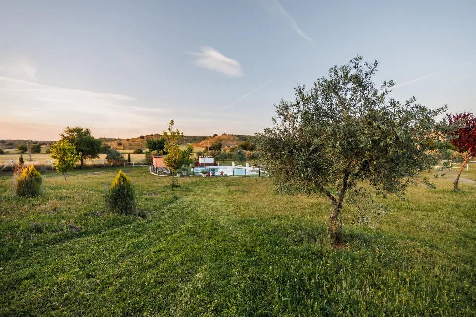 Olive tree in the garden with the pool behind