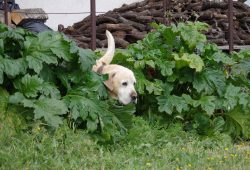Nuevos amigos en La Simona